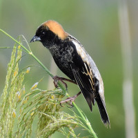 Bobolink